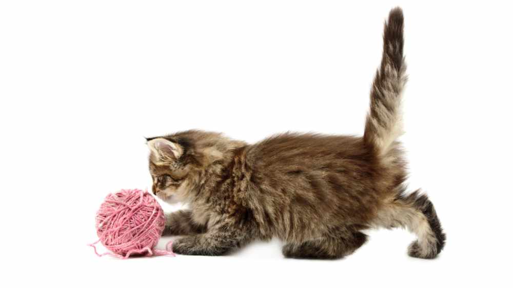 jouets pour chaton